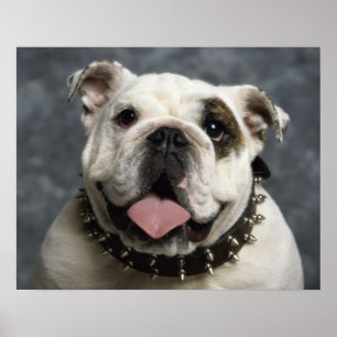 Engelska bulldog Puppy Hund Porträtt Poster