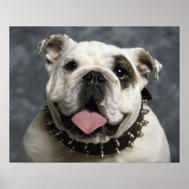 Engelska bulldog Puppy Hund Porträtt Poster (Framsidan)