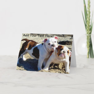 Engelska Bulldog Puppy Kärlek! Kort