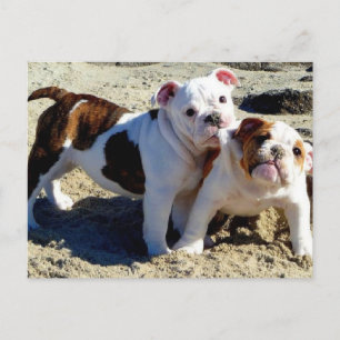 Engelska Bulldog Puppy Kärlek! Vykort