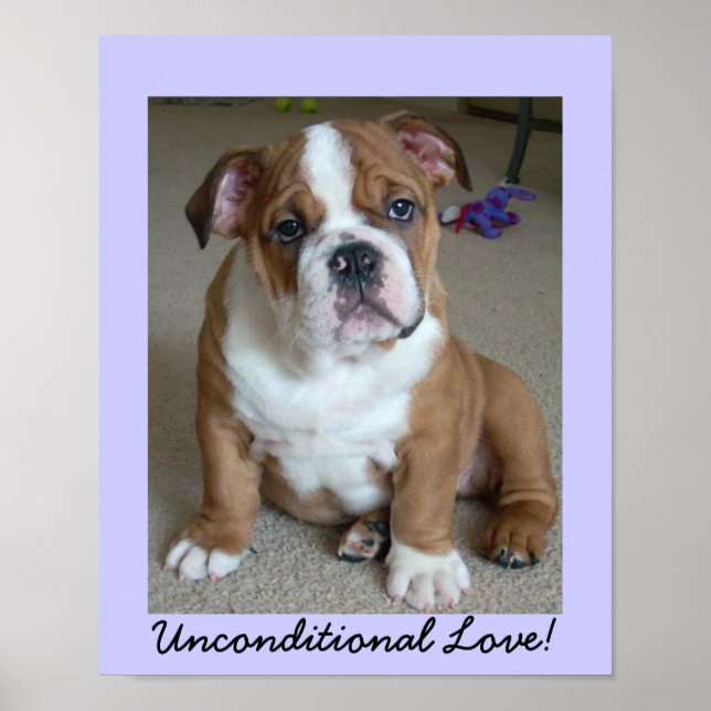 Engelska bulldog Puppy POSTER (Framsidan)