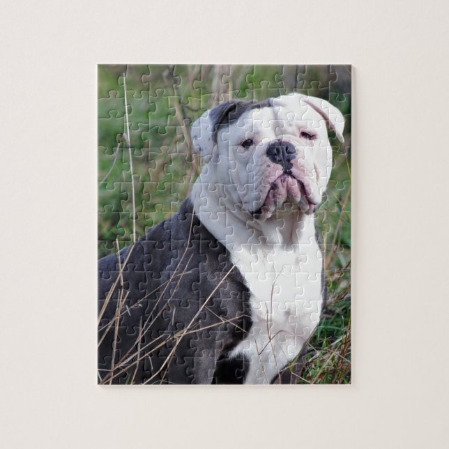 Engelska bulldog pussel (Vertikal)