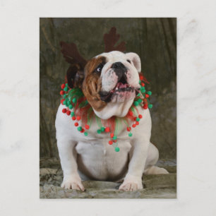 Engelska Bulldog Reindeer Vykort