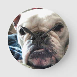 Engelska bulldog rund klocka