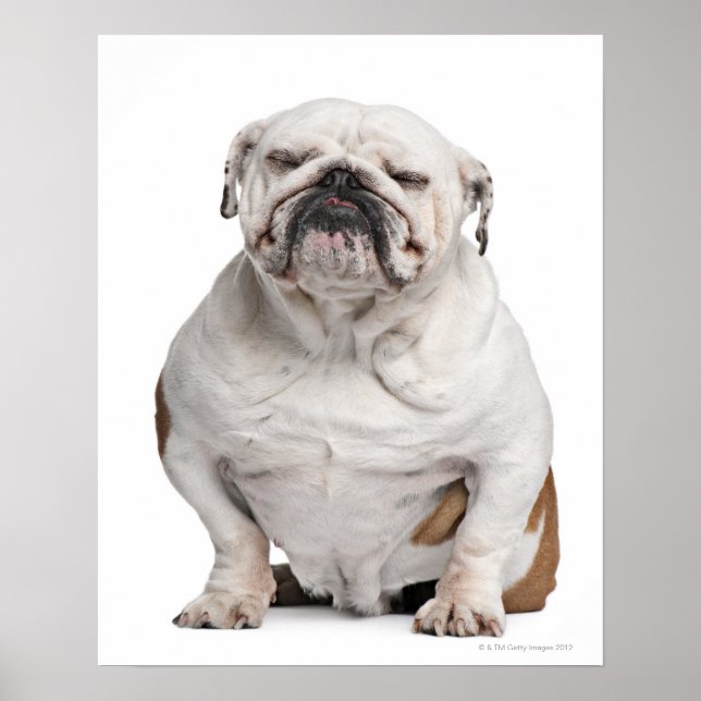 Engelska bulldog, sitta poster (Framsidan)