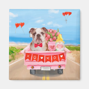 Engelska Bulldog Valentindagen Lastbil Hearts Magnet