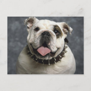 Engelska bulldog vykort