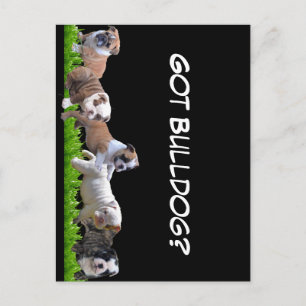 Engelska bulldog vykort
