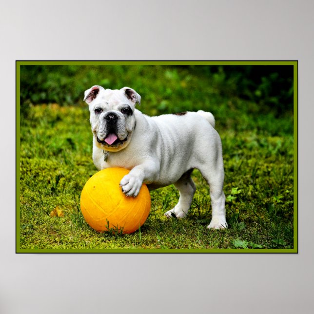 Engelska bulldog w/ Boll Poster (Framsidan)