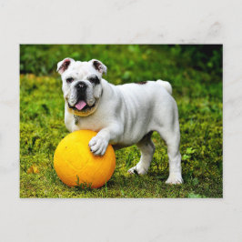 Engelska bulldog w/ Boll Vykort