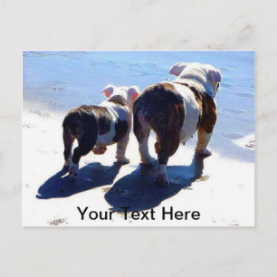 Engelska bullhundar vykort