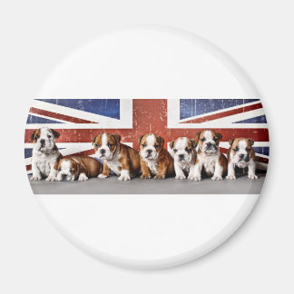 Engelska bullhundvalpar magnet
