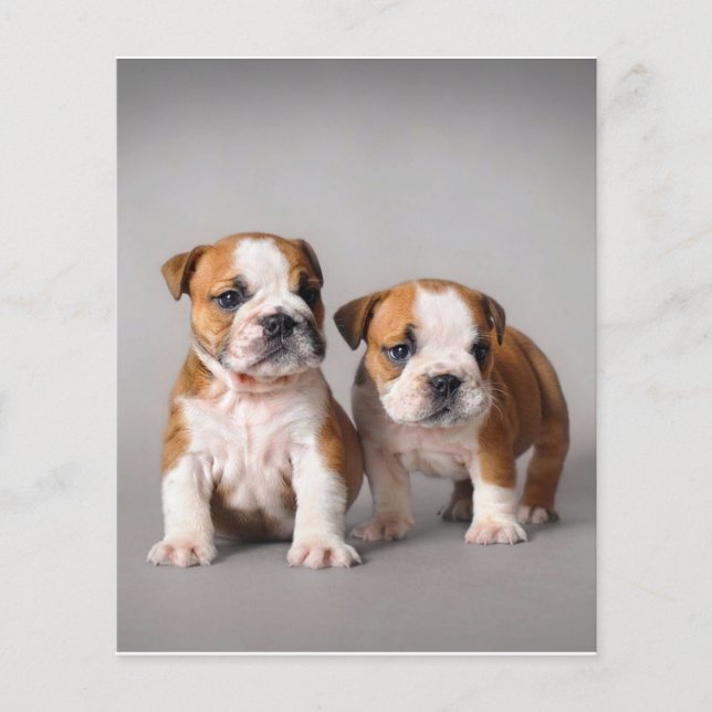 Engelska bullhundvalpar | Par Cute Bulldog Flygblad (Framsidan)