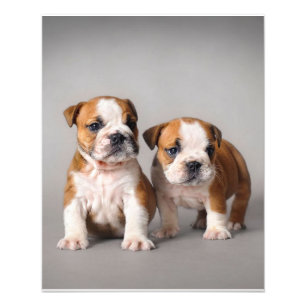 Engelska bullhundvalpar  Par Cute Bulldog Fototryck
