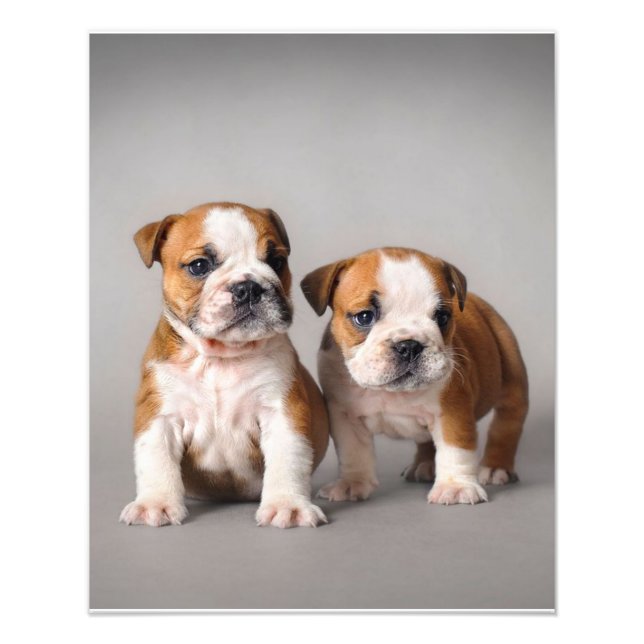 Engelska bullhundvalpar | Par Cute Bulldog Fototryck (Framsidan)