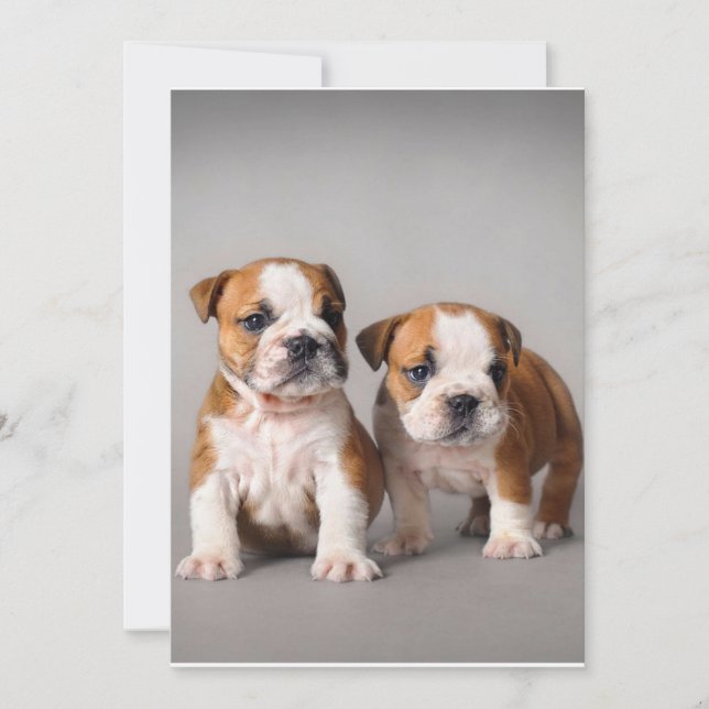 Engelska bullhundvalpar | Par Cute Bulldog Julkort (Framsida)