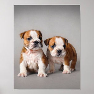 Engelska bullhundvalpar Par Cute Bulldog Poster