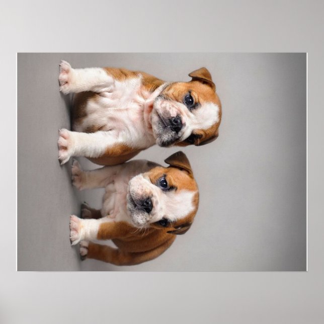 Engelska bullhundvalpar | Par Cute Bulldog Poster (Framsidan)