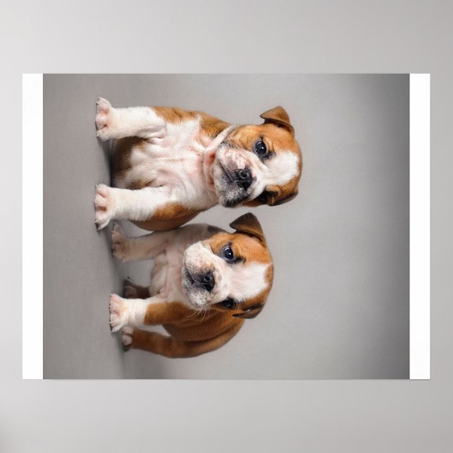 Engelska bullhundvalpar | Par Cute Bulldog Poster (Framsidan)