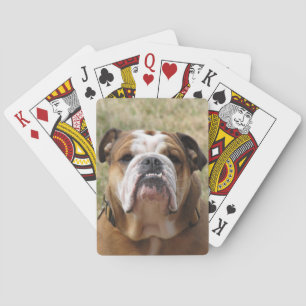 Engelska buskhundsdäck för spel kort