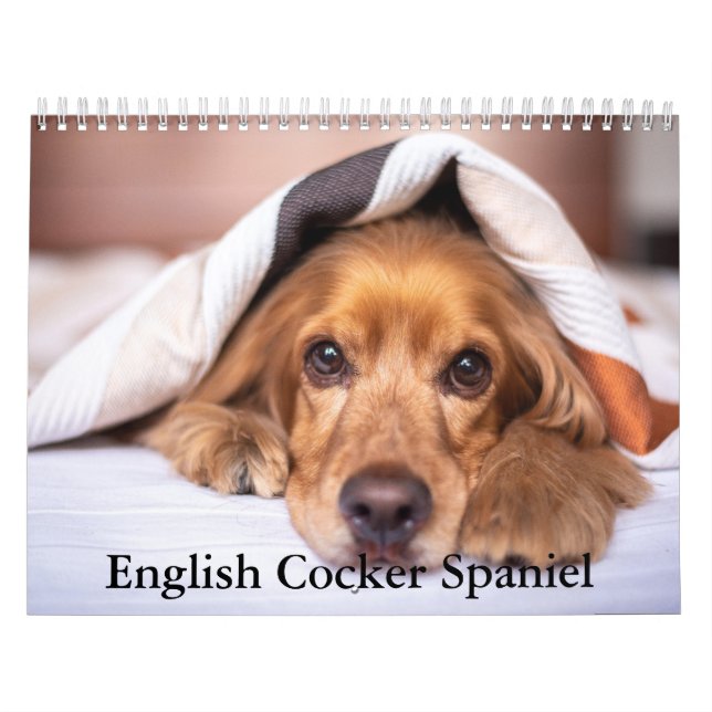 Engelska Cocker Spain Hund Calendar Kalender (Omslag)