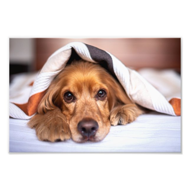 Engelska Cocker Spain Hund Fototryck (Framsidan)
