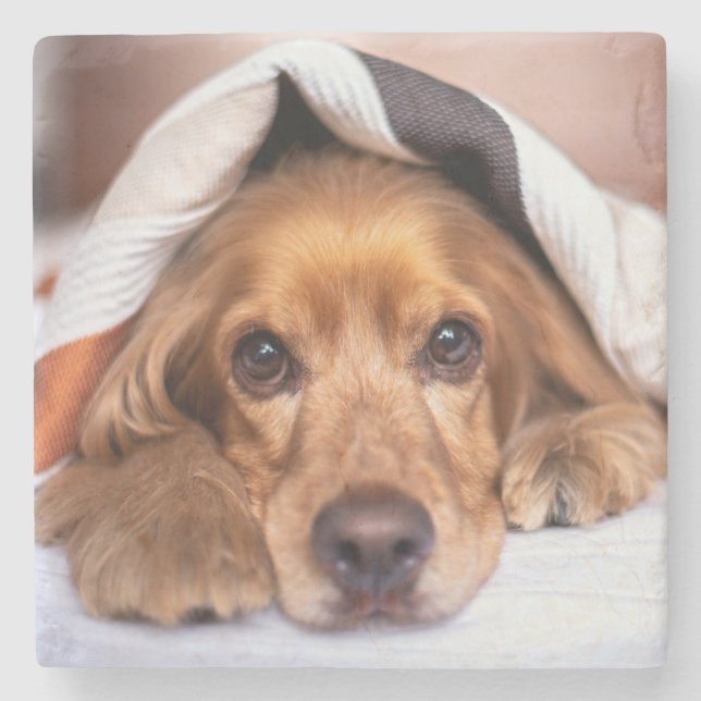 Engelska Cocker Spain Hund Stenunderlägg (Framsidan)