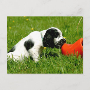 Engelska Cocker Spain Puppy with Red Clog Vykort