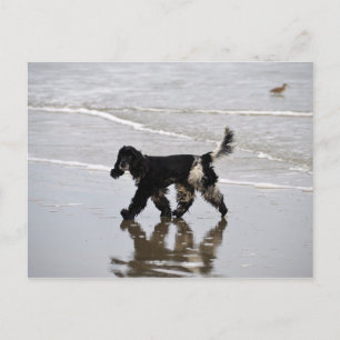 Engelska Cocker Spanska på Beach Vykort