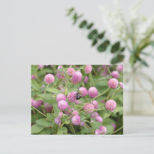 Engelska Daisyn Flower Vykort (Stående Fram)