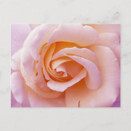 Engelska Garden Peach och Rosa ros Vykort