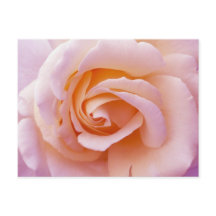 Engelska Garden Peach och Rosa ros