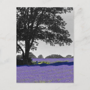 Engelska Lavender fält Vykort