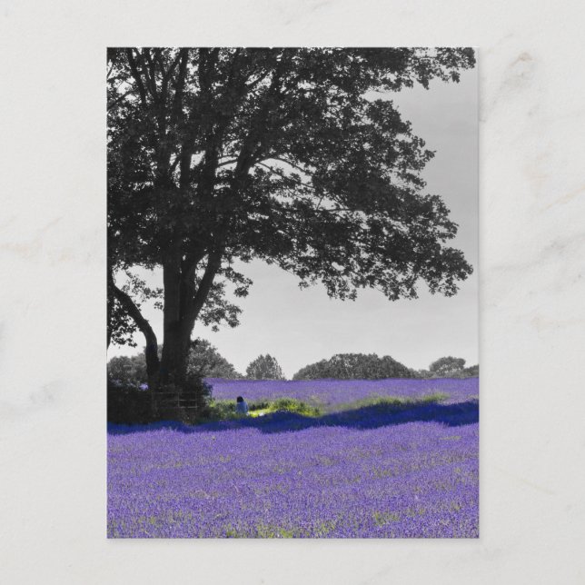 Engelska Lavender fält Vykort (Framsida)