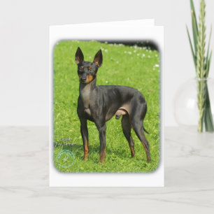 Engelska Leksak Terrier 9R78D-77 Kort