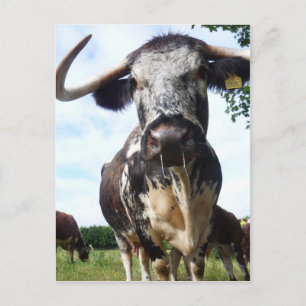 Engelska Longhorn Cattle Cow-vykort Vykort