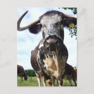 Engelska Longhorn Cattle Cow-vykort Vykort