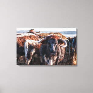 Engelska Longhorns Canvastryck