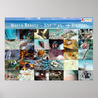 Engelska: Makro Beauty - Shellfish- in Siquijor Poster