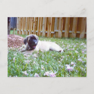 Engelska Mastiff Hund aveln Postkort Vykort