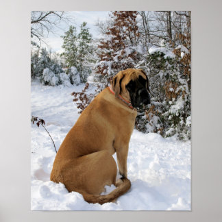 Engelska Mastiff i Winter Wonderland poster
