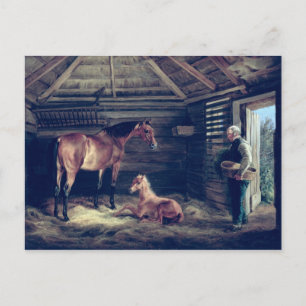 Engelska med hennes föl, 1833 vykort