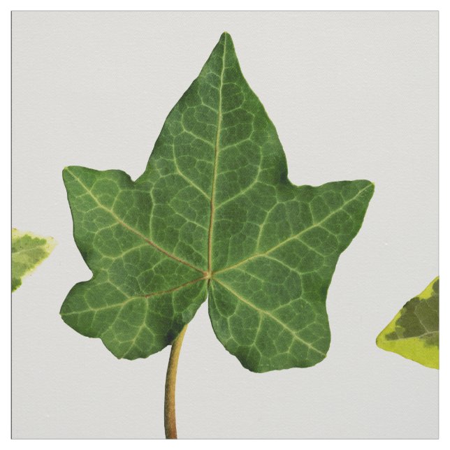 Engelska murgrönalöv tyg (Provkarta)