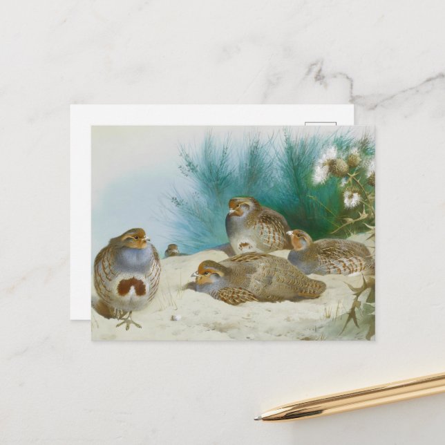 Engelska partrillar med gorister och flaskor, Art Vykort (Fram/Back In Situ)