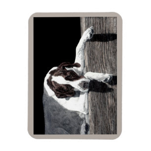 Engelska pekaren Magnet - "Sophie"