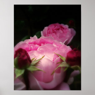 Engelska Ro Rosa Poster