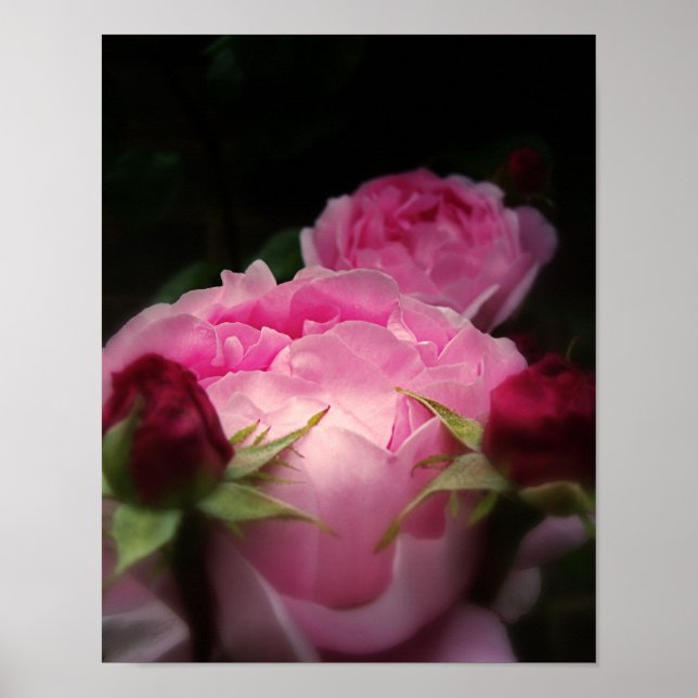 Engelska Ro Rosa Poster (Framsidan)