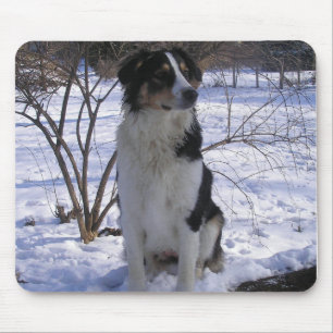 Engelska shepherd - Paige Musmatta