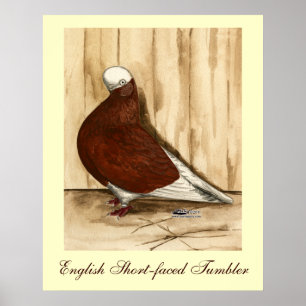 Engelska Shortface Bald Pigeon Poster