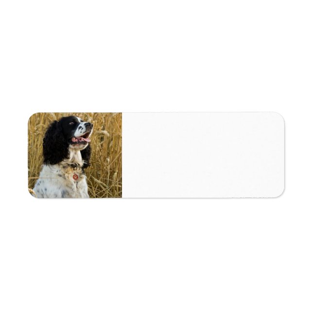 Engelska spaniel i vete.png returadress etikett (Framsidan)